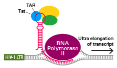 Mammalian Expression Systems