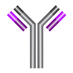 Detection of Tagged Proteins