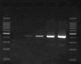 RT-PCR Kits